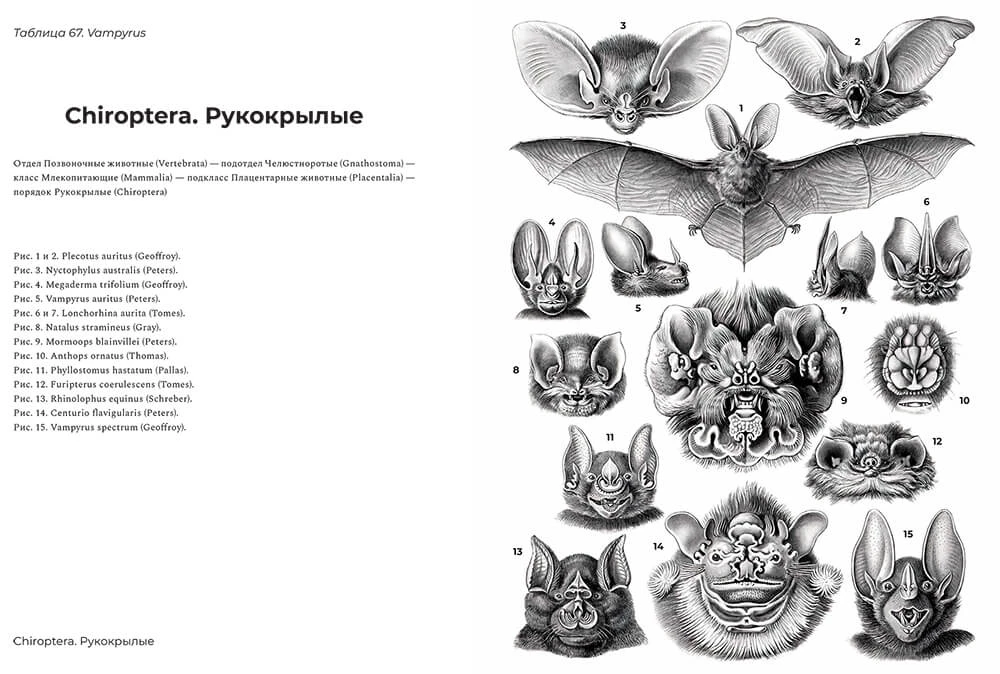 Looduse vormide ilu