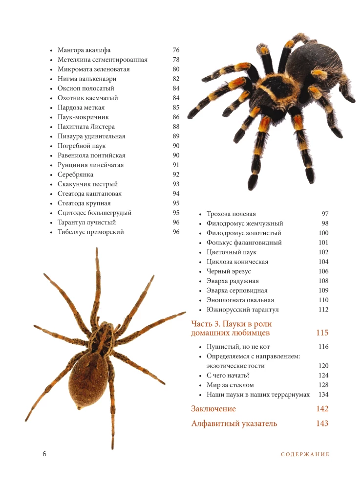 Pająki. Ilustrowana encyklopedia dla całej rodziny