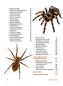 Pająki. Ilustrowana encyklopedia dla całej rodziny