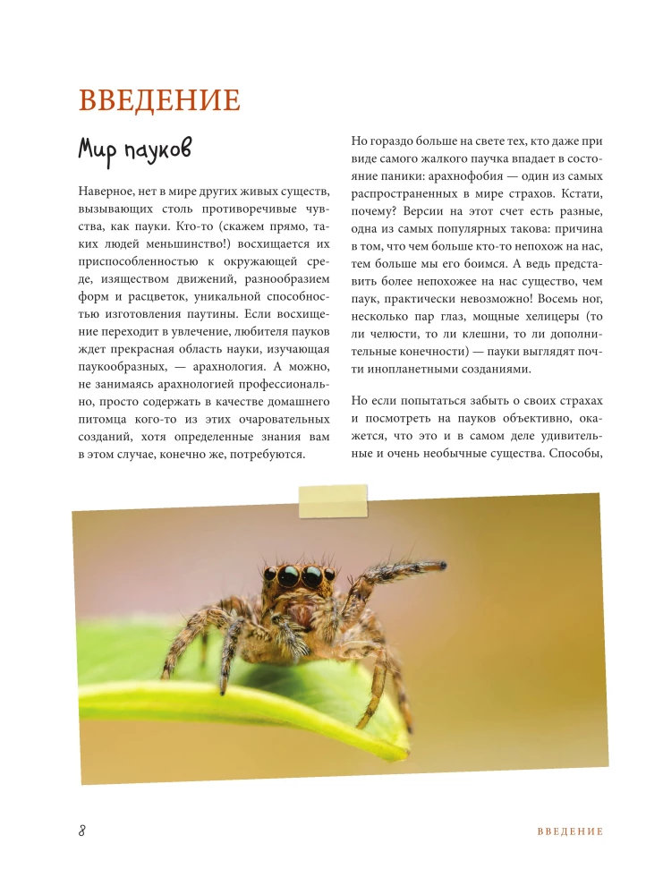 Pająki. Ilustrowana encyklopedia dla całej rodziny