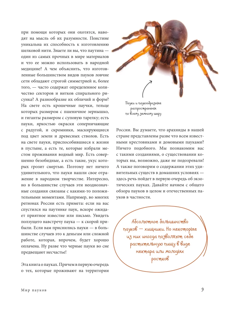 Pająki. Ilustrowana encyklopedia dla całej rodziny