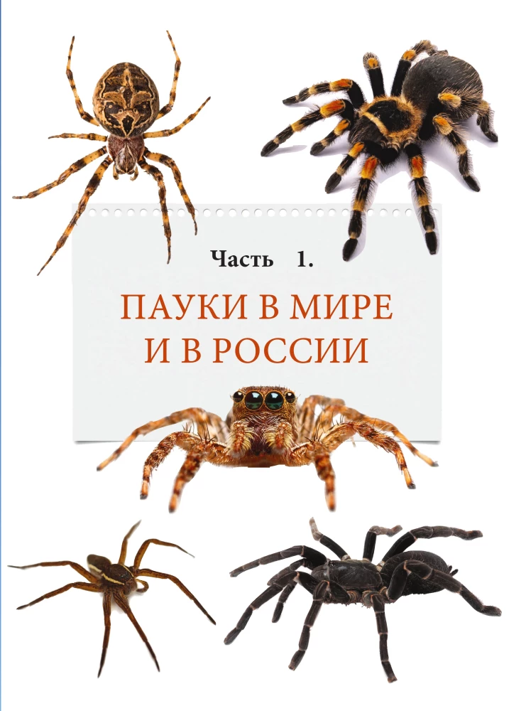 Pająki. Ilustrowana encyklopedia dla całej rodziny