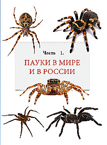 Pająki. Ilustrowana encyklopedia dla całej rodziny