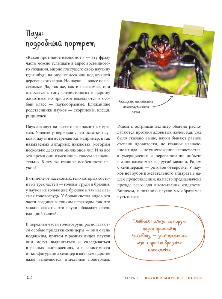 Pająki. Ilustrowana encyklopedia dla całej rodziny