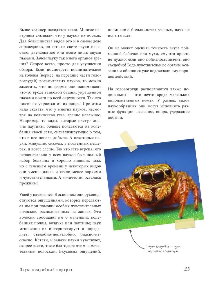 Pająki. Ilustrowana encyklopedia dla całej rodziny