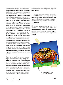 Pająki. Ilustrowana encyklopedia dla całej rodziny