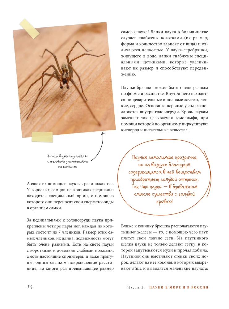 Pająki. Ilustrowana encyklopedia dla całej rodziny
