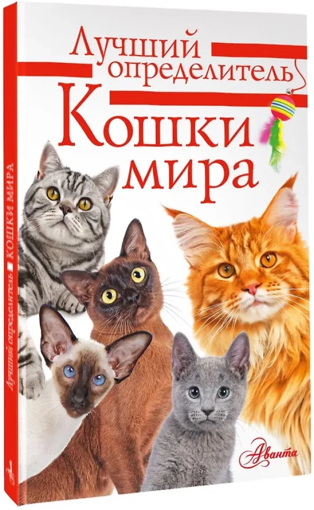 Kotów Świata. Najlepszy przewodnik
