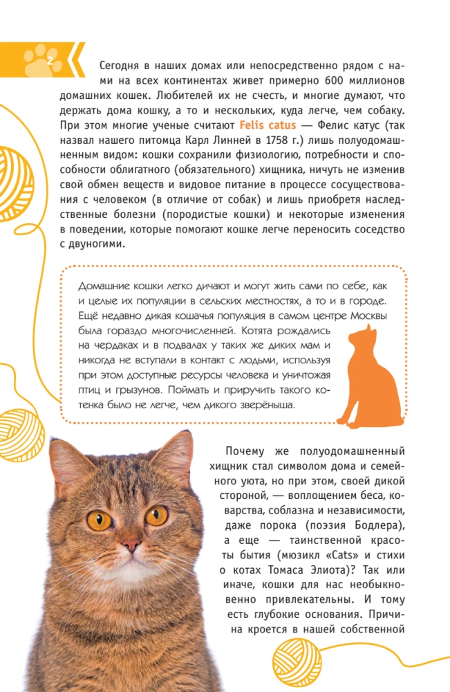 Kotów Świata. Najlepszy przewodnik