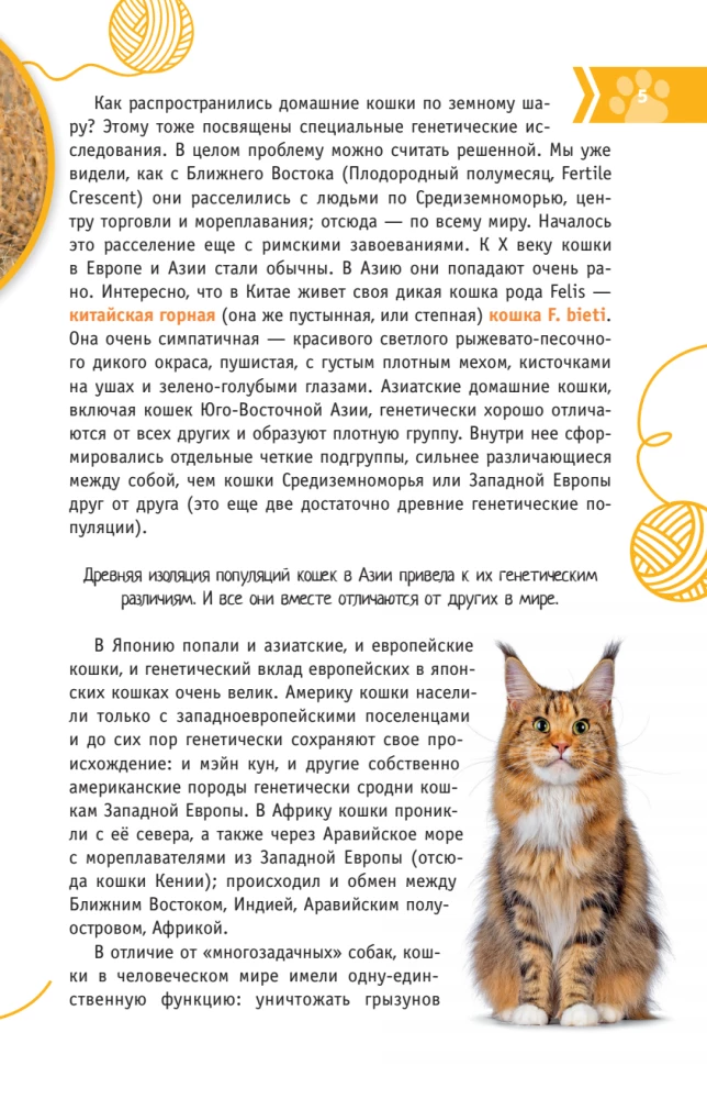 Kotów Świata. Najlepszy przewodnik