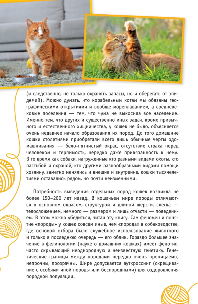 Kotów Świata. Najlepszy przewodnik