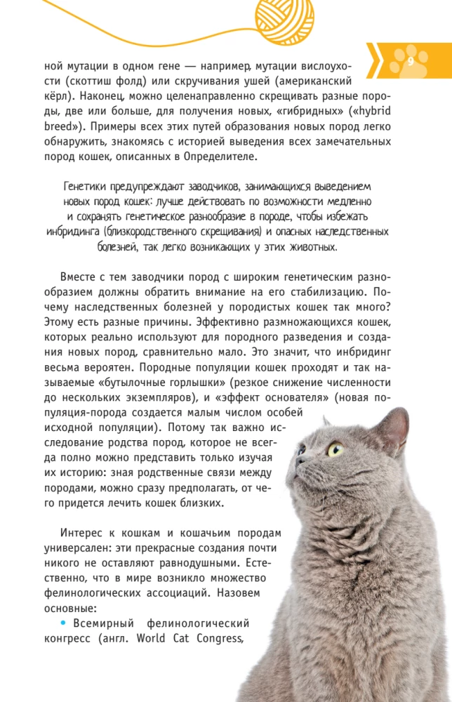 Kotów Świata. Najlepszy przewodnik