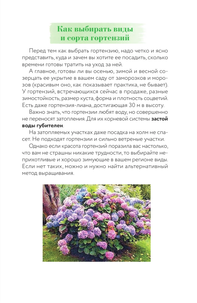 Hydrangea. Colorful Feelings. Cheat Sheet-Tracker on Growing and Care