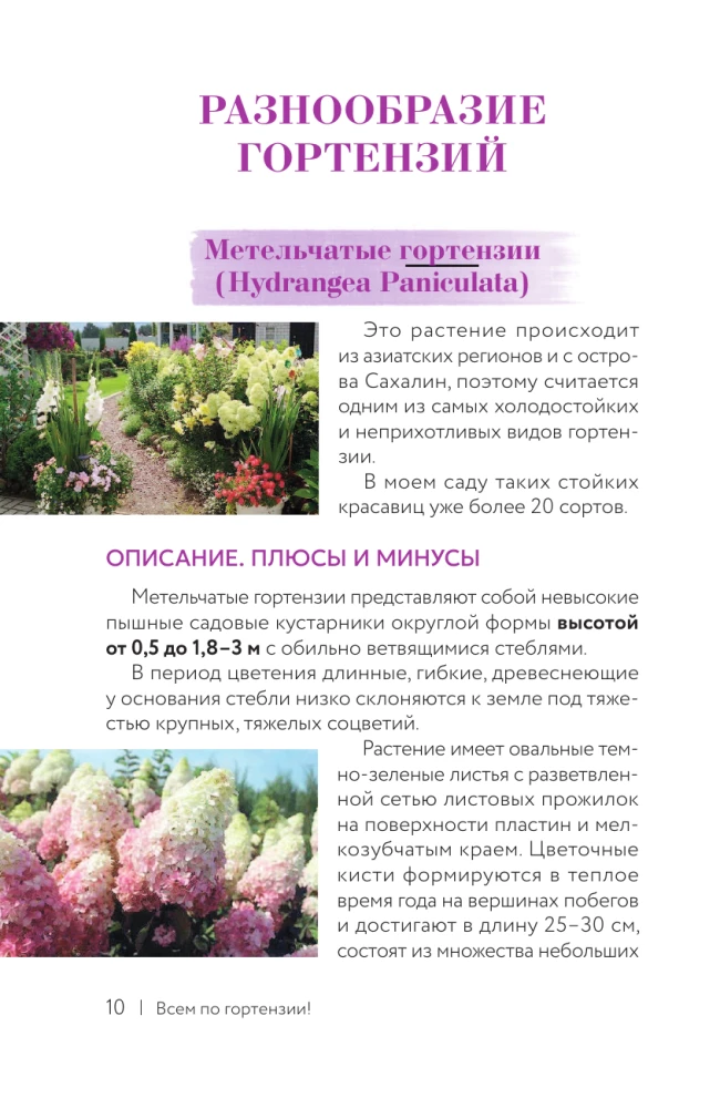 Hydrangea. Colorful Feelings. Cheat Sheet-Tracker on Growing and Care