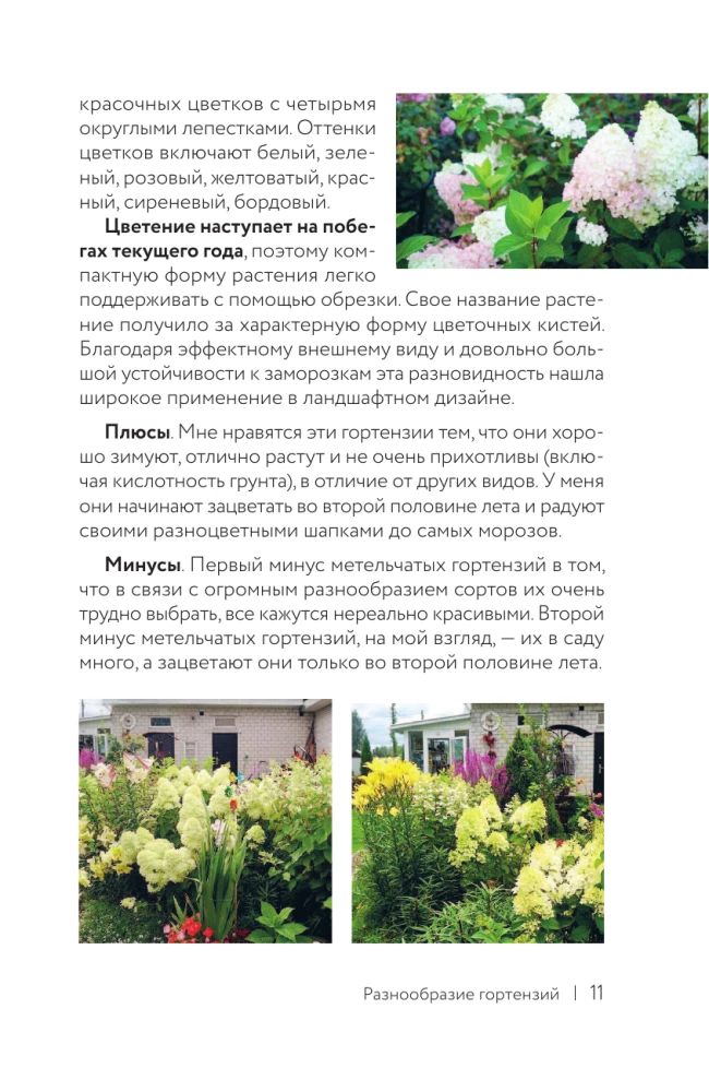 Hydrangea. Colorful Feelings. Cheat Sheet-Tracker on Growing and Care