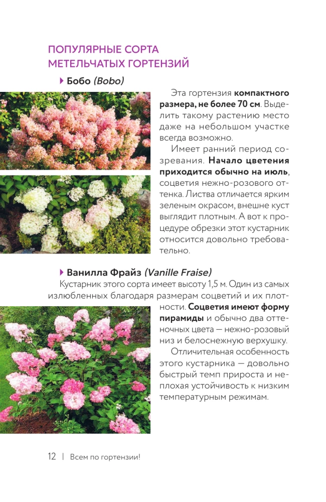 Hydrangea. Colorful Feelings. Cheat Sheet-Tracker on Growing and Care