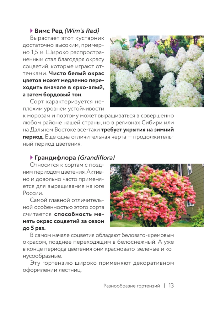 Hydrangea. Colorful Feelings. Cheat Sheet-Tracker on Growing and Care