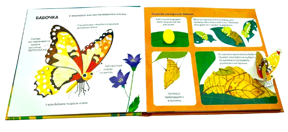 Insects. Tactile Pop-up Book