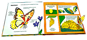 Insects. Tactile Pop-up Book