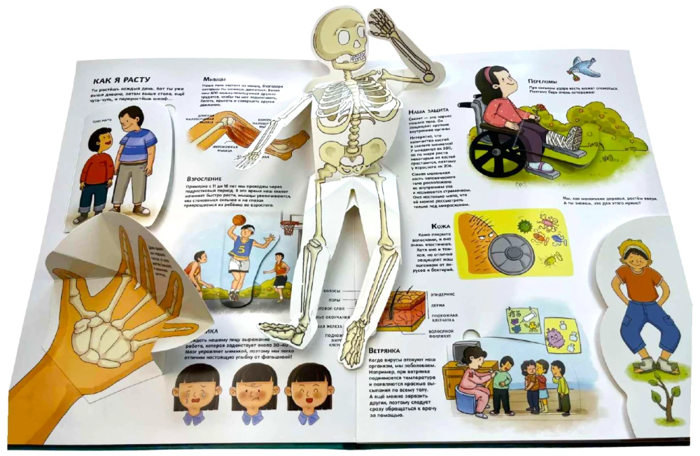 The Human Body. All Secrets. Large Interactive 3D Encyclopedia