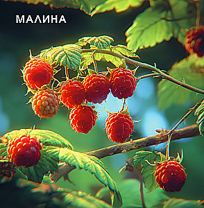 Cute Vegetables and Fruits. Baby's First Book