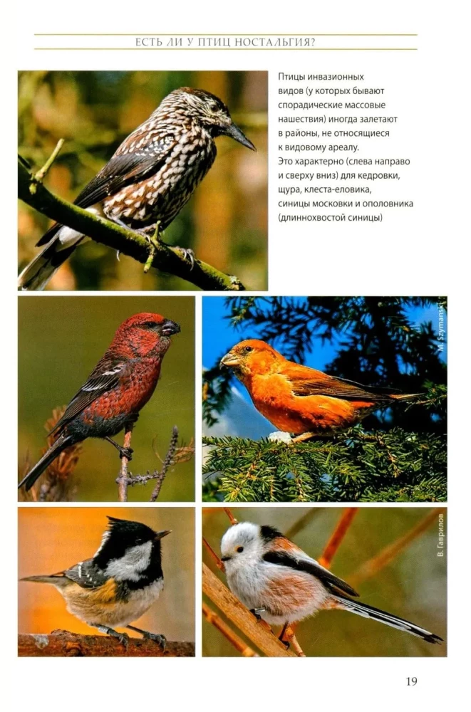 Das Leben der Singvögel
