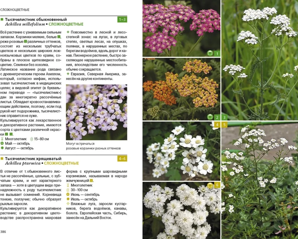 Grasartige Pflanzen der mittleren Breite Russlands. Foto-Identifikator