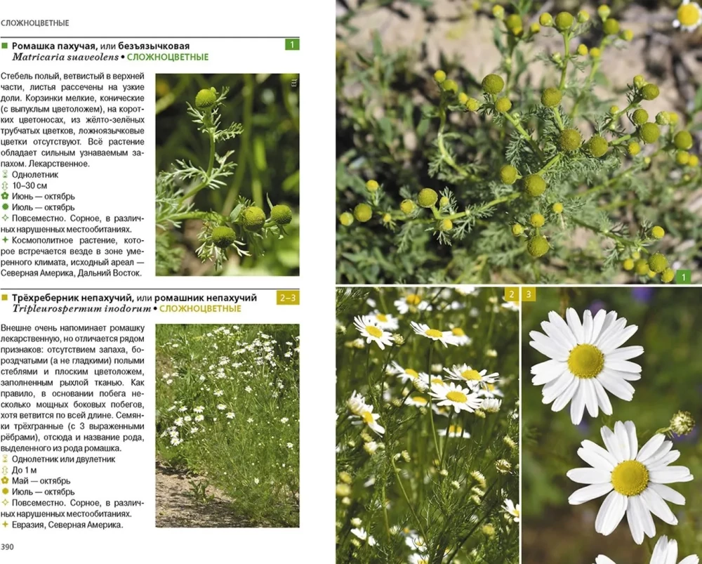 Grasartige Pflanzen der mittleren Breite Russlands. Foto-Identifikator