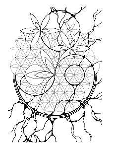 Geometrie der Ordnung. Praktisches Zeichnen