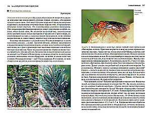Plant Protection from Pests. What, When, and How Much