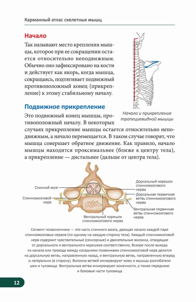 Kieszonkowy atlas mięśni szkieletowych: Ilustrowany przewodnik