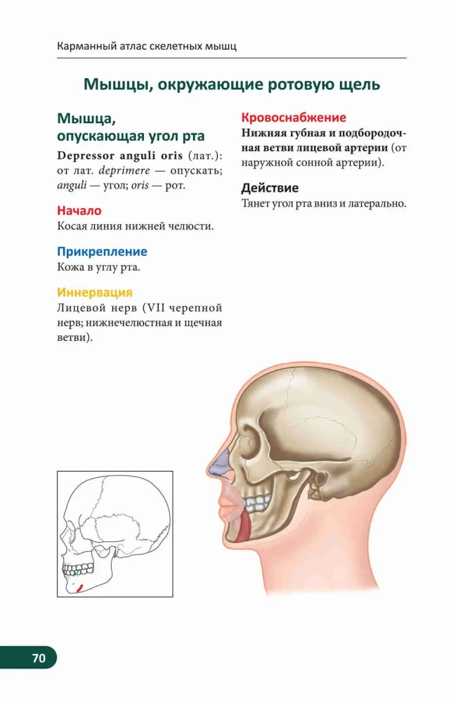 Kieszonkowy atlas mięśni szkieletowych: Ilustrowany przewodnik