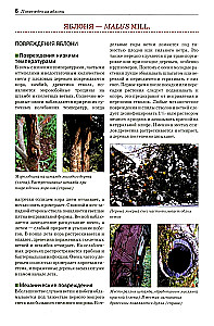 Field Guide Atlas. Diseases and Pests of Fruit Plants