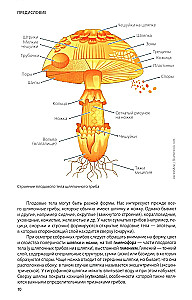 Pilze Russlands: Foto-bestimmungsbuch