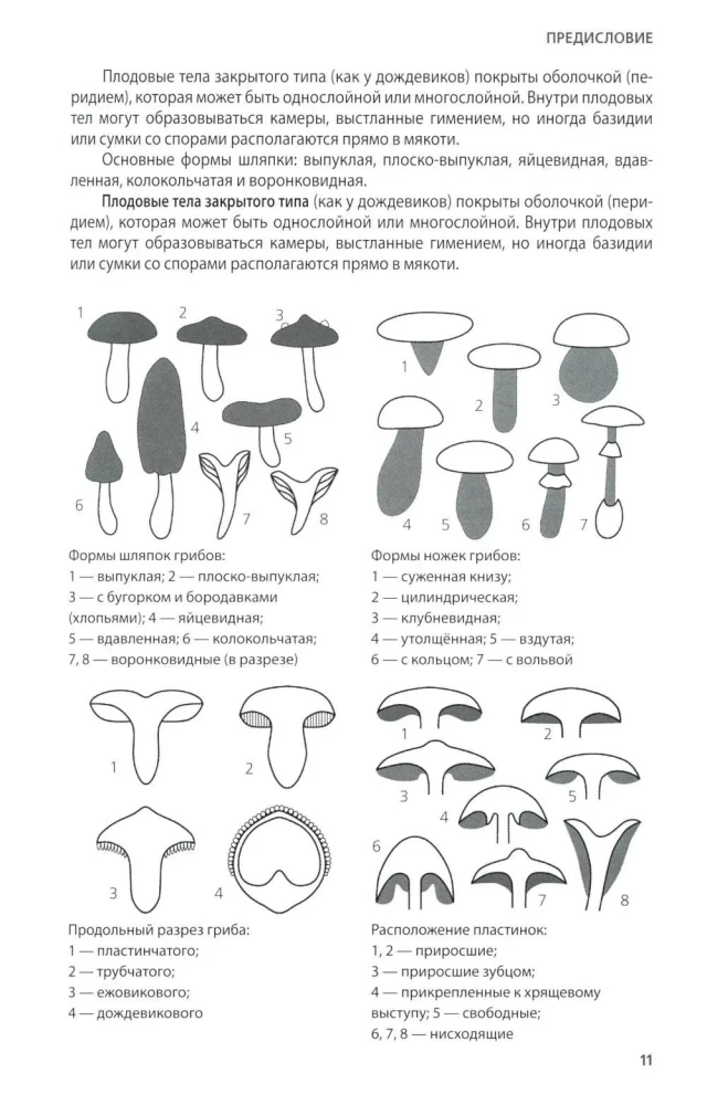Pilze Russlands: Foto-bestimmungsbuch