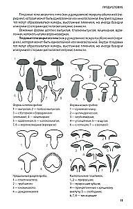 Pilze Russlands: Foto-bestimmungsbuch