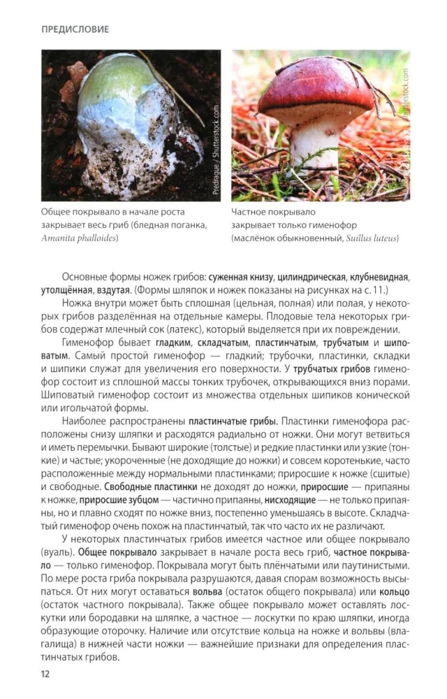 Pilze Russlands: Foto-bestimmungsbuch