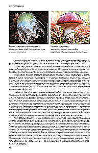 Pilze Russlands: Foto-bestimmungsbuch