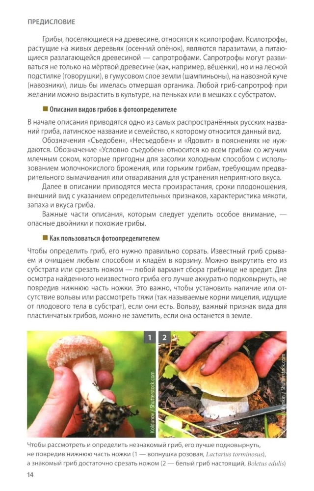 Pilze Russlands: Foto-bestimmungsbuch