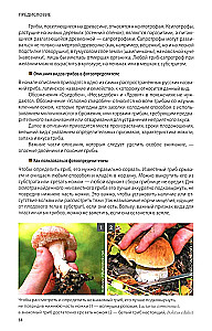 Pilze Russlands: Foto-bestimmungsbuch