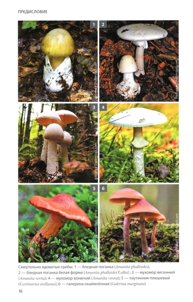 Pilze Russlands: Foto-bestimmungsbuch