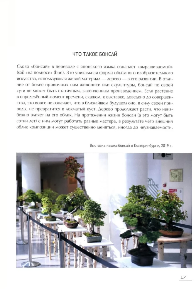 Bonsai. Kleine Bäume für große Freude