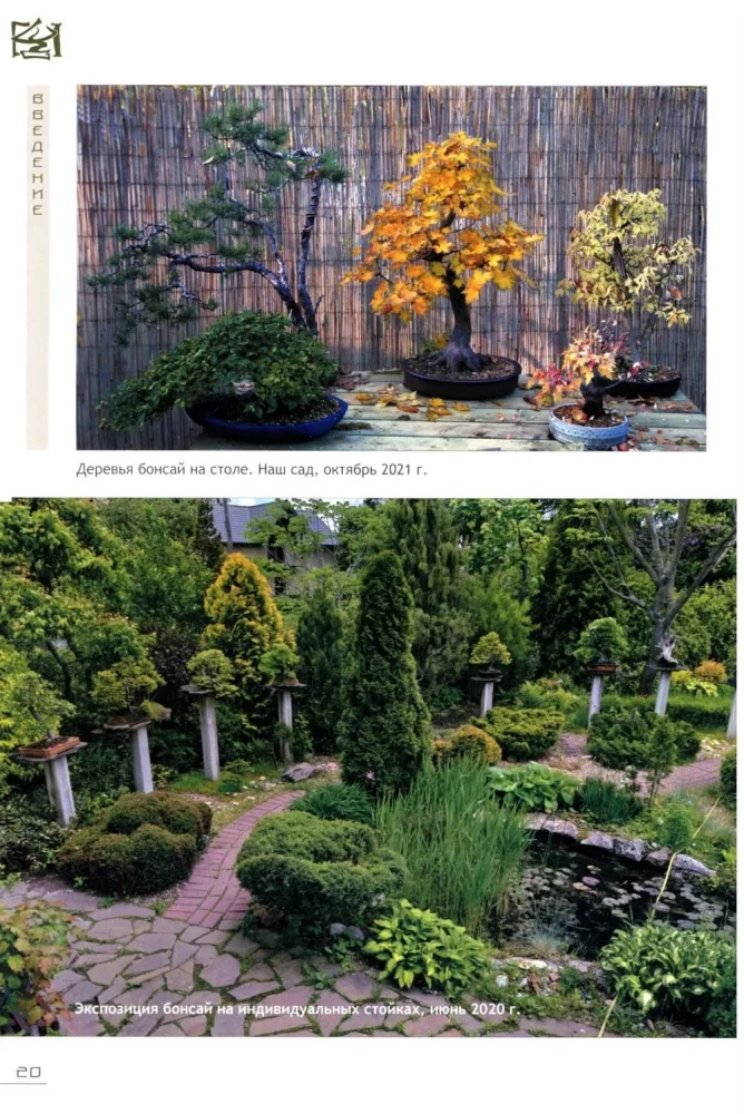 Bonsai. Kleine Bäume für große Freude