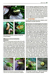Atlas-identifier. Diseases and pests of vegetable crops.