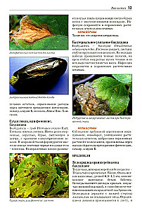 Atlas-identifier. Diseases and pests of vegetable crops.
