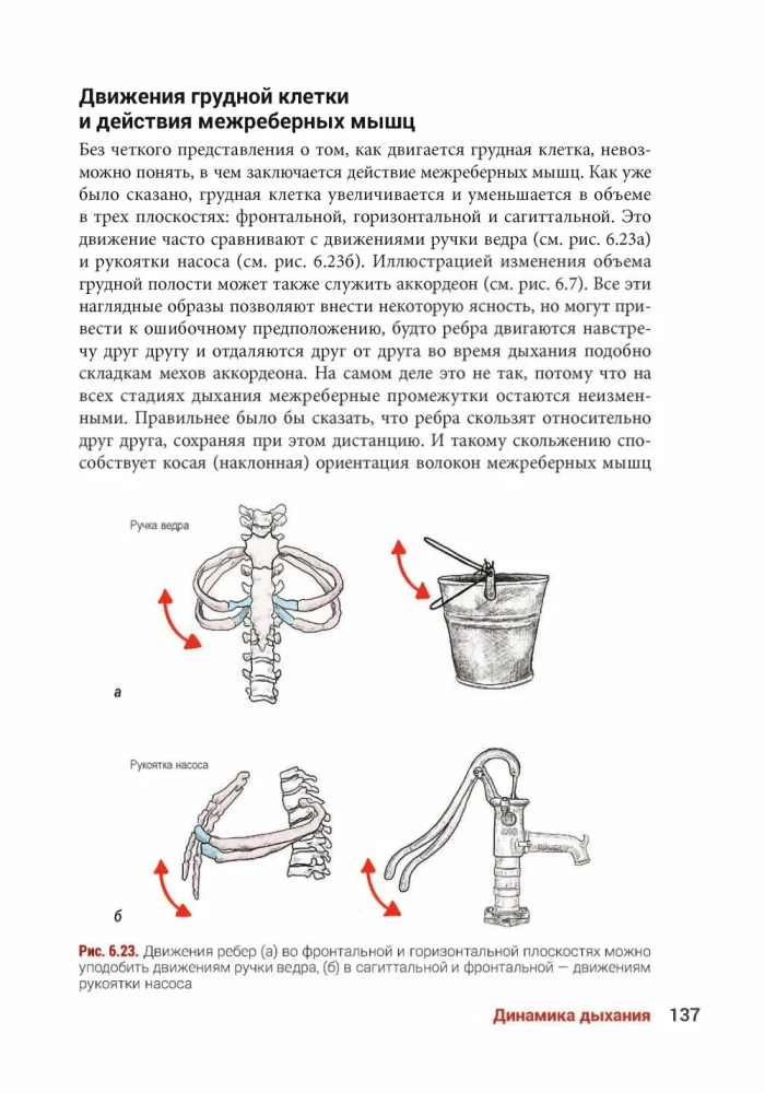 Anatomia jogi