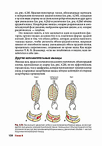Anatomia jogi
