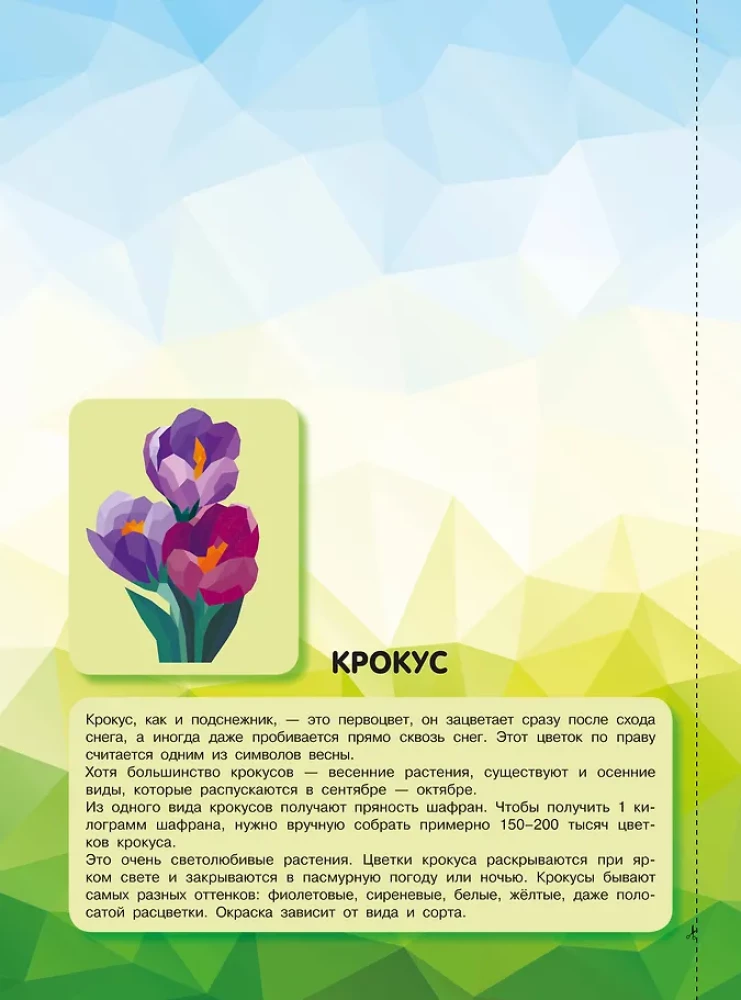 The Magic of Flowers