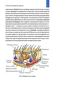 Practical Trichology. Protocol for Hair and Scalp Restoration