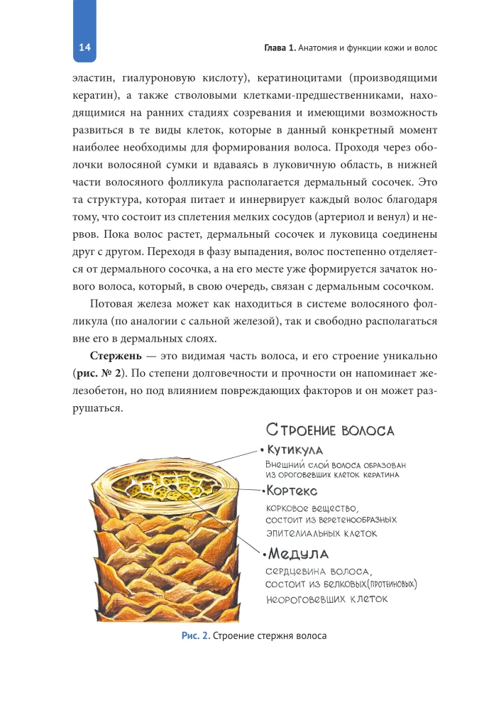 Practical Trichology. Protocol for Hair and Scalp Restoration